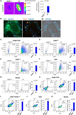 Targeting Muscle-Resident Single Cells Through in vivo Electro-Enhanced Plasmid Transfer in Healthy and Compromised Skeletal Muscle